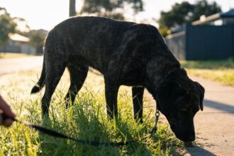 A dog with its nose down in long grass beside a walking path, lead slack, in early morning light.