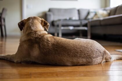 A dog lying on a timber floor with its head turned away and ears back in a living room.