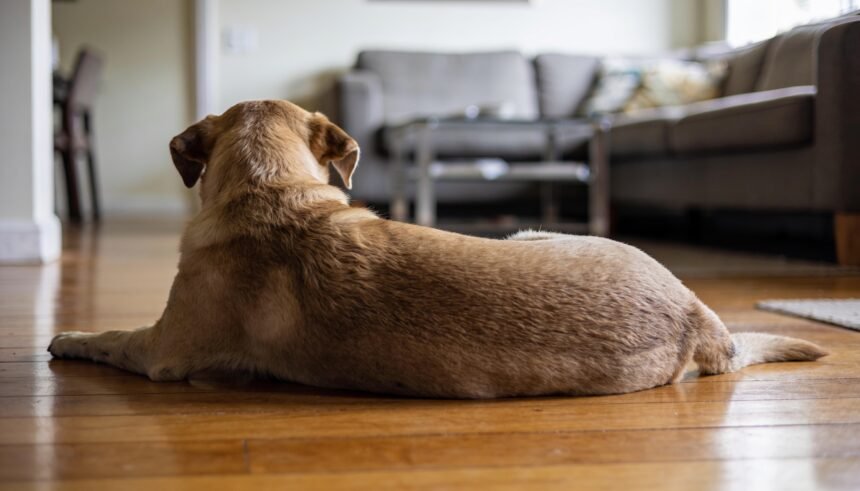 A dog lying on a timber floor with its head turned away and ears back in a living room.