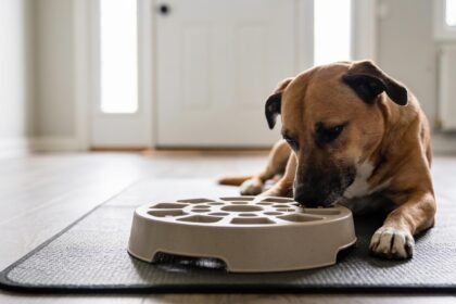 A dog lying calmly on a mat working at a puzzle feeder in an empty living room with a closed front door behind.
