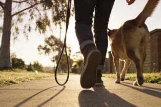 A dog walking beside a person on a footpath with a visibly slack lead looping between them.