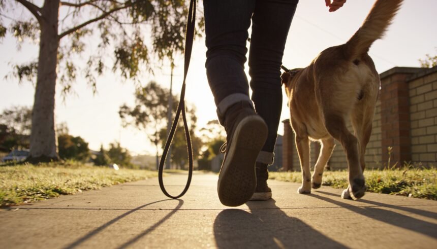 A dog walking beside a person on a footpath with a visibly slack lead looping between them.