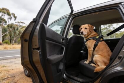 A dog secured in a car harness on the back seat of a car at an Australian roadside rest stop.