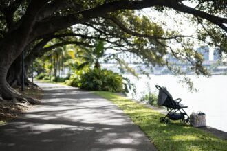 A shaded riverside path under large fig trees with a stroller and picnic bag at the edge of a lawn.