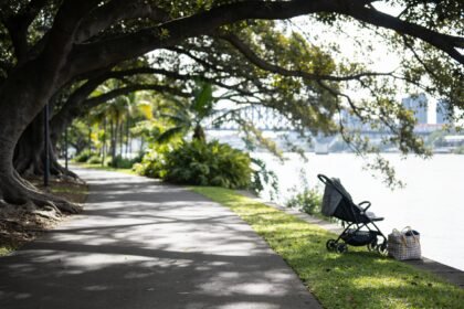 A shaded riverside path under large fig trees with a stroller and picnic bag at the edge of a lawn.