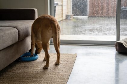 A dog finding a blue toy beside a sofa while rain falls outside the lounge room's glass door.