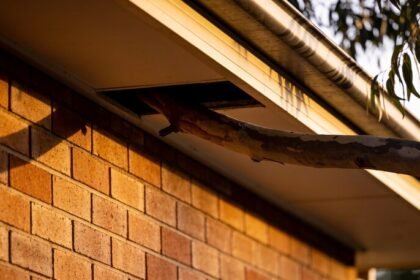 The eaves of a brick house at dusk showing a dark gap open in the eave lining, with a gum branch reaching close to the roofline.
