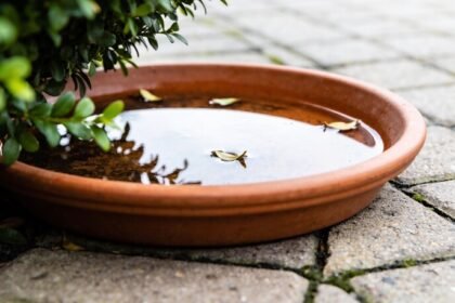 A terracotta pot plant saucer on paving under a leafy plant, holding a shallow film of rainwater with a few leaves floating in it.
