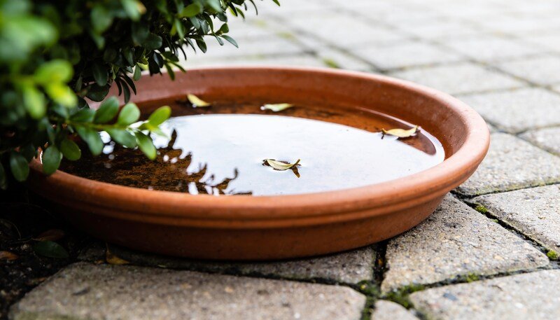 A terracotta pot plant saucer on paving under a leafy plant, holding a shallow film of rainwater with a few leaves floating in it.